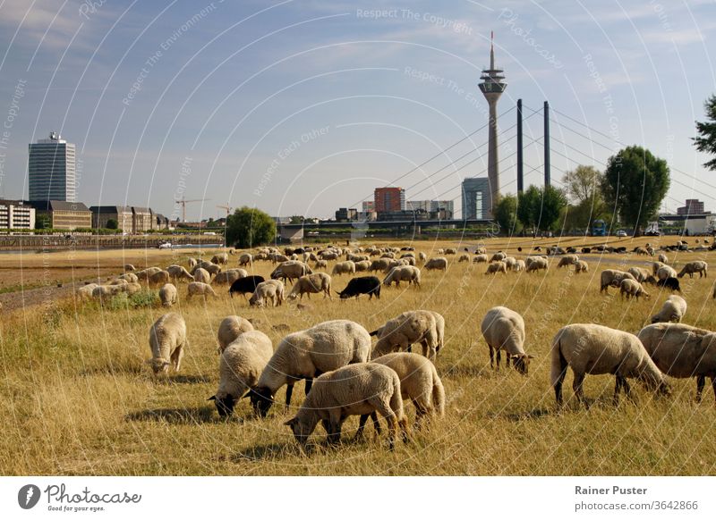 Schafherde weidet auf einem trockenen Feld in Düsseldorf, Deutschland Tier schön blau Großstadt Klima Klimawandel Umwelt Gras weiden Weidenutzung grün Herde