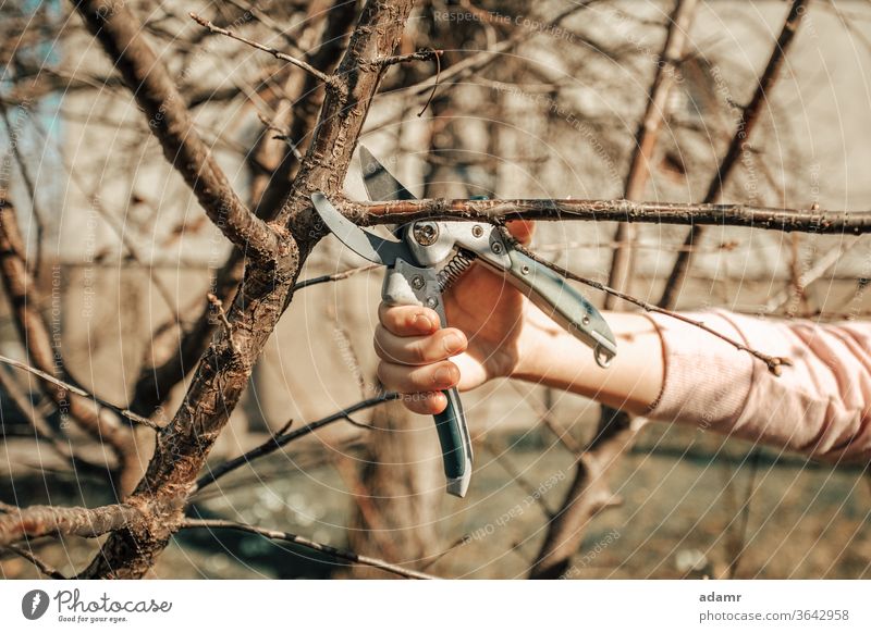 Obstbaum beschneiden - Zweige im Frühling schneiden Schneiden Baum Beschneidung Garten Frauen Werkzeug Hände Gartenarbeit geschnitten Ast Pflaume Trimmen
