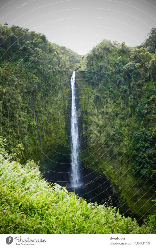 Hawaiianischer Wasserfall Natur schön landschaften Außenaufnahme Farbfoto Tag Menschenleer Landschaft Schönes Wetter Umwelt Ferien & Urlaub & Reisen grün