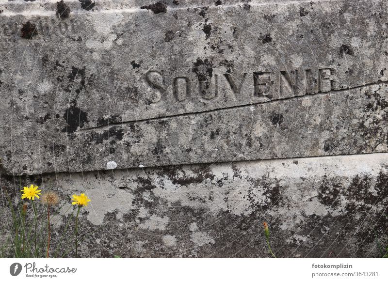 eingemeißelter Schriftzug Souvenir in grauen verwitterten Steinblock, mit zwei kleinen gelben Blümchen Grab Grabstein Grabmal Grabinschrift Inschrift Friedhof