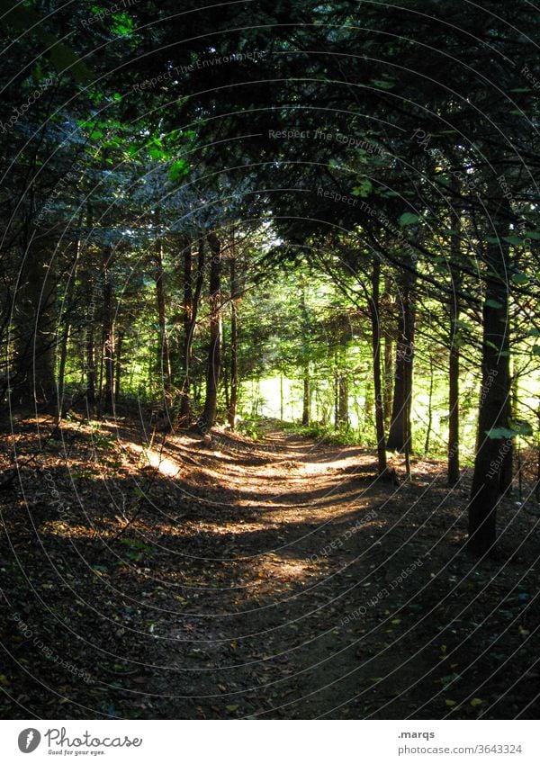 Wanderweg Natur Wald wandern Licht Schatten Lichterscheinung dunkel Wege & Pfade Umwelt Baum Erholung Fußweg Sonnenlicht Spaziergang Kontrast Naturschutzgebiet