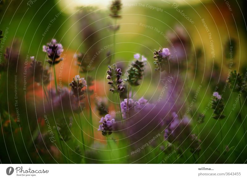 lavandula angustifolia Lavendel Blühend Heilpflanzen Blume violett Duft Pflanze Blumenwiese Blüte Natur Sommer Schwache Tiefenschärfe