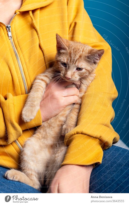 Süßes Ingwer-Kätzchen sitzt auf Händen Katzenbaby niedlich sich[Akk] entspannen Hand Besitzer Frau Beteiligung Haustier Baby manx schwanzlos kein Schwanz