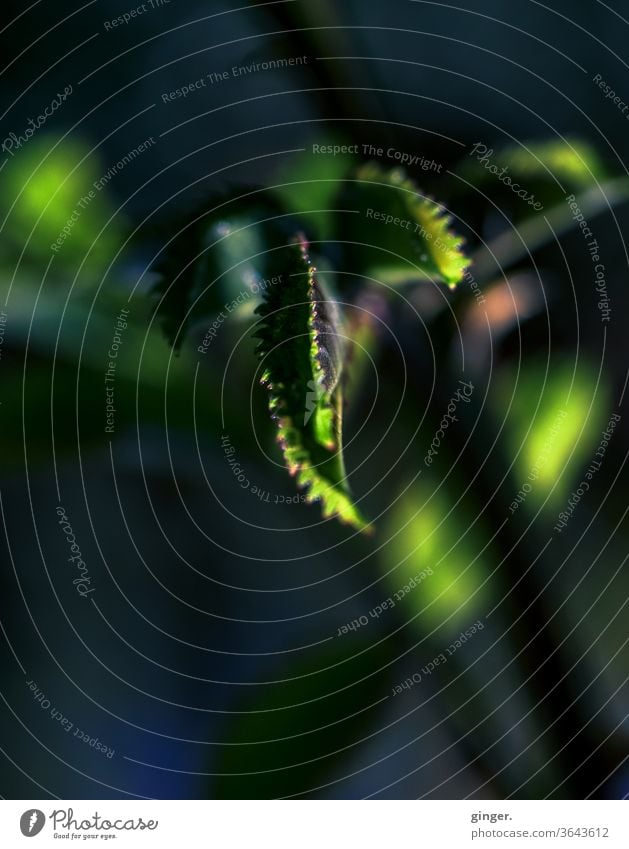 Lensbaby Makro/Low Key: Mystisches Grün - Feeling like an alien Grünpflanze grün Schwache Tiefenschärfe Kontrast Schatten Licht Tag Hintergrund neutral