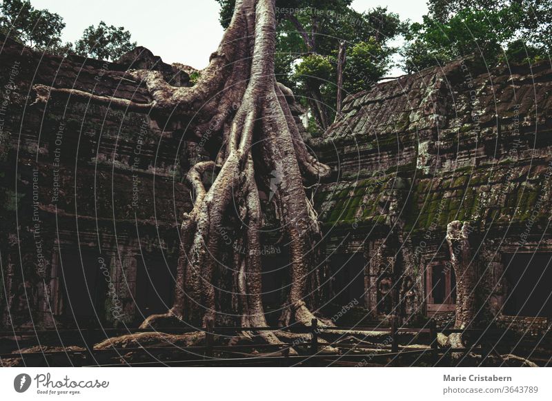 Banyanbaum im berühmten Ta Prohm im Archäologischen Park von Angkor, Krong Siem Reap Kambodscha archäologischer park angkor Ta Prohm Tempel siem reap kambodscha