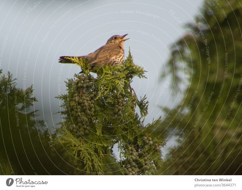 Singdrossel  (Turdus philomelos) sitzt hoch oben in einer Gartenzypresse und singt Vogel Singvogel singen braun grün Baum Pflanze Natur Umwelt Sommer Frühling
