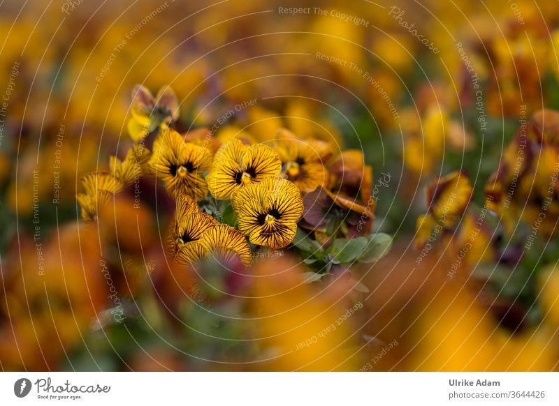 Gestreifte gelbe Stiefmütterchen ( Viola ) im Feld gestreift Veilchengewächse Blumen Blüten Sommer Garten Fröhlich Floral Botanisch Viele Streifen Essbare Weich