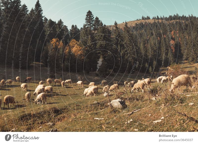 weidende Schafherde Schafe Ökologie Europäer Abend im Freien idyllisch Tal friedlich Freiheit Landschaft Umwelt schön Feld Wiese Ansicht Landwirtschaft Weide