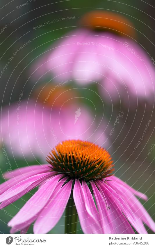 Coneflower Nahaufnahme Echinacea Sonnenhut Zapfen purpurea rosa grün natürlich Natur Wildblume Blume Garten Gartenarbeit mehrjährig Pflanze Makro Blütezeit