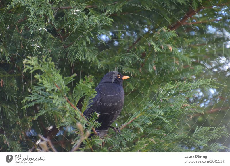 Amsel Männchen in einer Tanne schwarz Gefieder Vogel Tier Natur Wildtier Umwelt grün Garten Tierporträt natürlich Tannenzweig Tannennadel Baum Nahaufnahme Blick