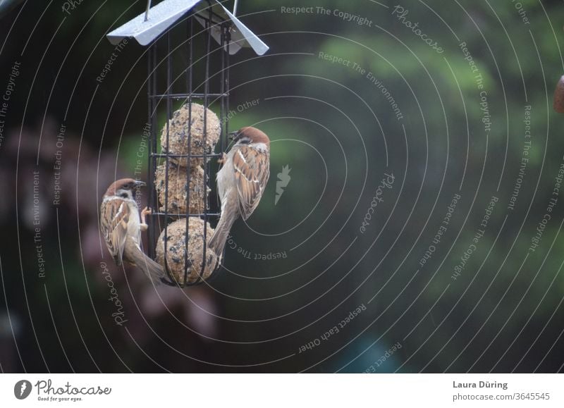 Zwei Spatzen hängen an Meisenknödeln Sperlingsvögel Naturschutz Vogel Tierschutz Futter füttern Futterplatz Nahrungssuche Außenaufnahme Wildtier Fressen Hunger
