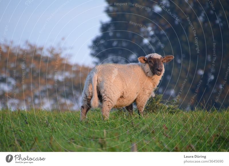 Schaf auf Wiese bei Abendsonne niedlich Sehnsucht Stimmung Stimmungsbild natürliches Licht Ruhe im Freien ruhig sein Unabhängigkeit Augenblick Momentaufnahme