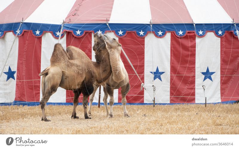 Zirkus Kamele Camel Liebe Paar itim Freund Nähe Partner romantisch Partnerschaft Zusammensein jung Romantik Fröhlichkeit Tier Zelt
