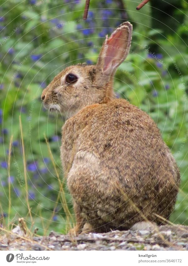 Nahaufnahme eines Wildkaninchens, zur Seite blickend Hase & Kaninchen Wildtier Tierporträt 1 Außenaufnahme niedlich Fell Ohr Natur Tiergesicht kuschlig