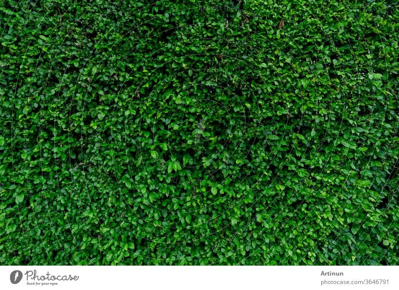 Kleine grüne Blätter Textur Hintergrund. Immergrüne Heckenpflanzen. Öko-Wand. Organisch-natürlicher Hintergrund. Saubere Umwelt. Zierpflanze im Garten. Viele Blätter reduzieren den Staub in der Luft. Tropischer Garten.