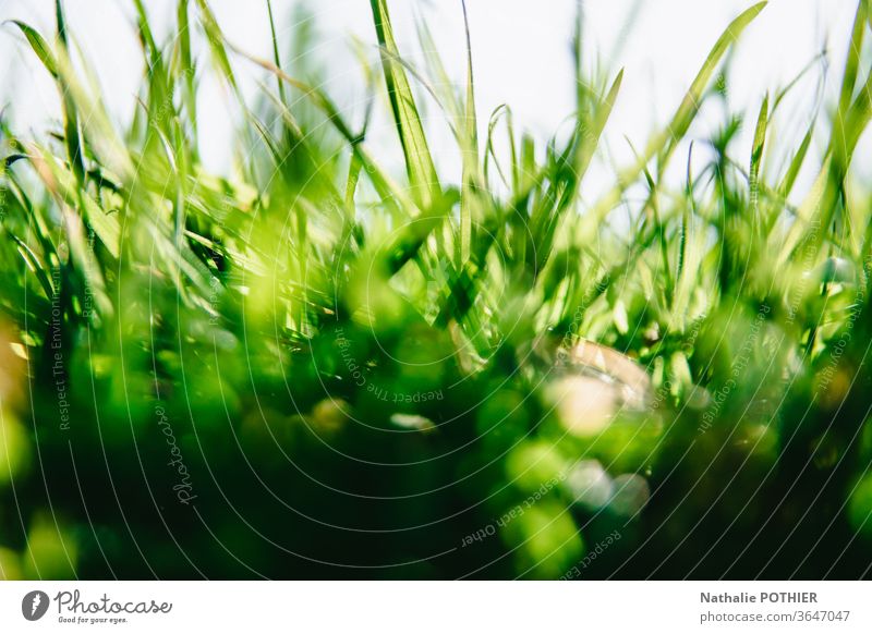 Gras in Nahaufnahme Wiese Natur Graswiese Farbfoto grasgrün Sommer Außenaufnahme Garten Frühling Feld Umwelt