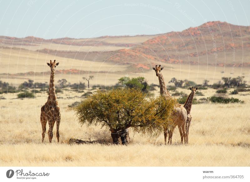 Giraffenfamilie Natur Landschaft Wolkenloser Himmel Horizont Schönes Wetter Baum Gras Sträucher Namib Tier 3 Tierfamilie gelb Farbfoto Außenaufnahme