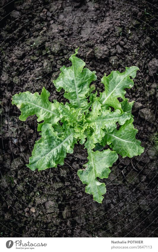 Salatanbau im Gemüsegarten Salatbeilage Garten Natur Lebensmittel Farbfoto frisch grün Erde Bioprodukte Außenaufnahme Diät Vegane Ernährung Nahaufnahme Pflanze