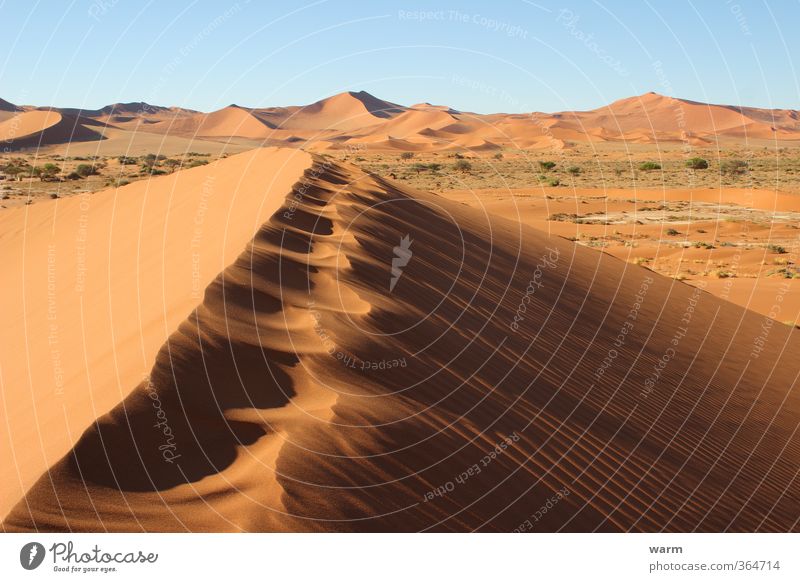 Spuren auf dem Dünenkamm Natur Landschaft Sand Wolkenloser Himmel Schönes Wetter Wüste Namib trocken Wärme blau braun gelb gold orange Warmherzigkeit ruhig