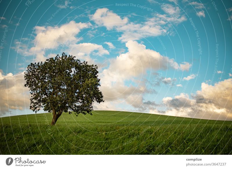 Baum auf saftiger grünen Wiese mit blauem Himmel und Wolken Natur feld Belgien Ardennen Zaun Wind Herbst Sommer Blätter Ackerland spatziergang windig natürlich