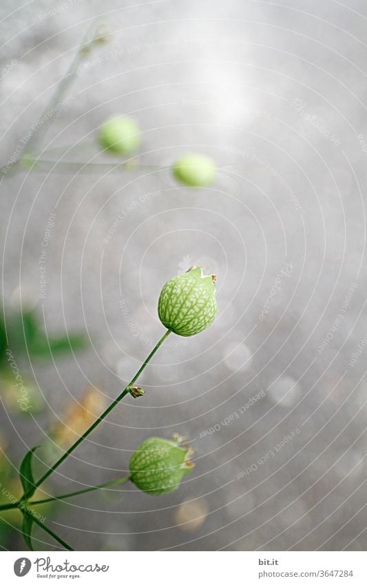 Kleiner Ballon vom verblühten Taubenkropf-Leimkraut. Blüte Blütenpflanze grün grau Schwache Tiefenschärfe Unschärfe klein rund Kugel kugelig Blume Pflanze Natur