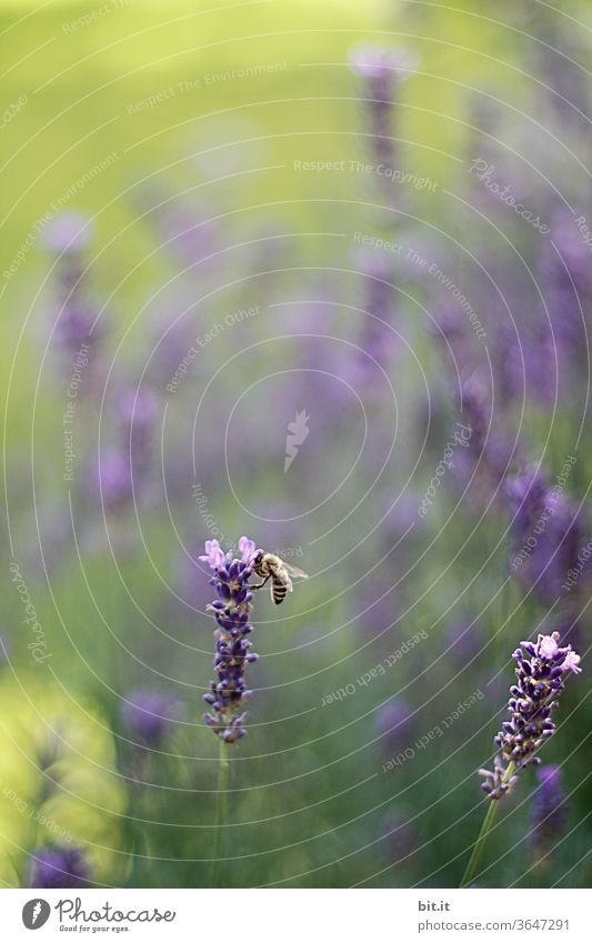 Biene sitzt an Lavendelblüte im Lavendelfeld und sammelt Pollen, für Honig. Arbeitsbiene in violetter, lila, grüner Blumenwiese mit Bokeh und Blüten vom Lavendel. Sommerliches Feld mit schwacher Tiefenschärfe im Sommerurlaub, in der Provence, Frankreich.