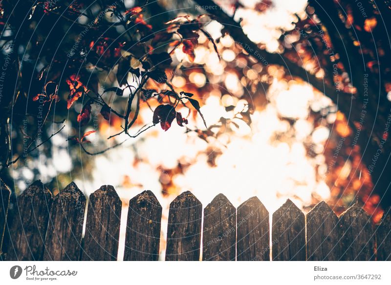 Ein Zaun im Gegenlicht mit Bäumen und der Sonne leuchten Natur Sonnenlicht Blätter Laub bunt warm Licht hell Garten Herbst verträumt idyllisch Gartenzaun Holz
