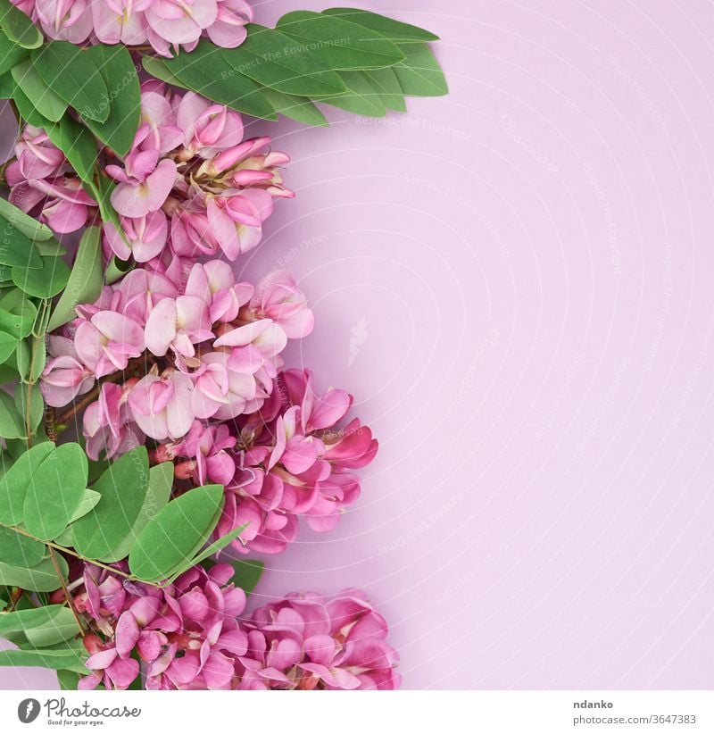 blühender Zweig Robinia neomexicana mit rosa Blüten auf violettem Hintergrund Hochzeit Feiertag Fliederbusch Blatt Akazie schön Schönheit schwarz Blütezeit
