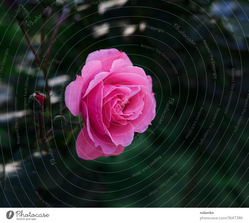 Knospe einer blühenden rosa Rose im Garten an einem Sommertag Roséwein saisonbedingt Single Frühling Hintergrund schön Schönheit Blütezeit Überstrahlung