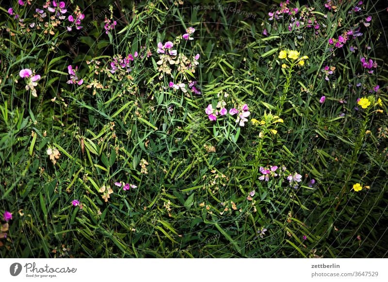 Wicken und Königskerzen königskerze Verbascum nigrum Duftende Platterbse abend blitz blitzlicht blume blühen blüte erholung ferien garten kleingarten
