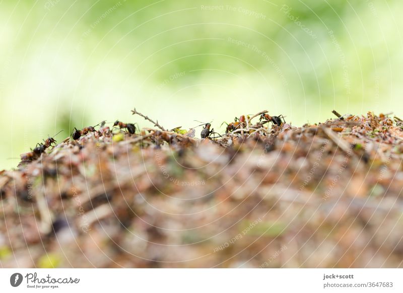 fleißige Ameisen sind gerne nicht allein Ameisenhügel Insekt krabbeln klein Unschärfe Natur horizontal Ameisenhaufen abstrakt anpassungsfähig Wege & Pfade Leben