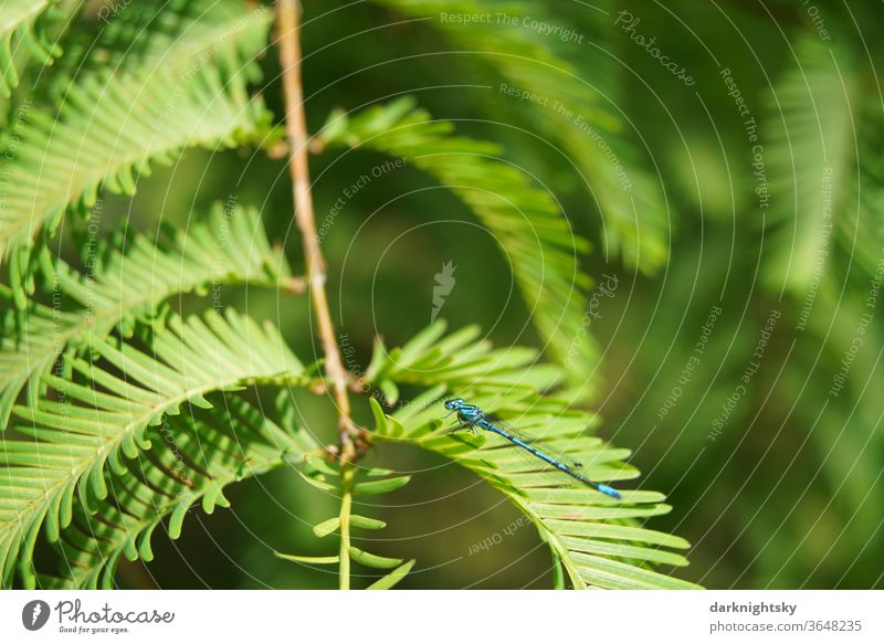 Urweltmammutbaum, Metasequoia glyptostroboides, Nadeln eines Coniferopsida mit Libelle Mammutbaum Tropische Szene Kreidezeit Umwelt Insekt Licht Tier Farbfoto