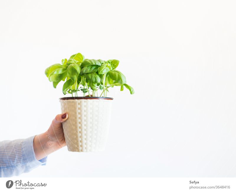 Topf mit selbst gezogenem Basilikum Frau Gartenarbeit heimwärts Konzept grün Pflanze Kraut Beteiligung Hand Hobby aromatisch Hintergrund Lebensmittel Person