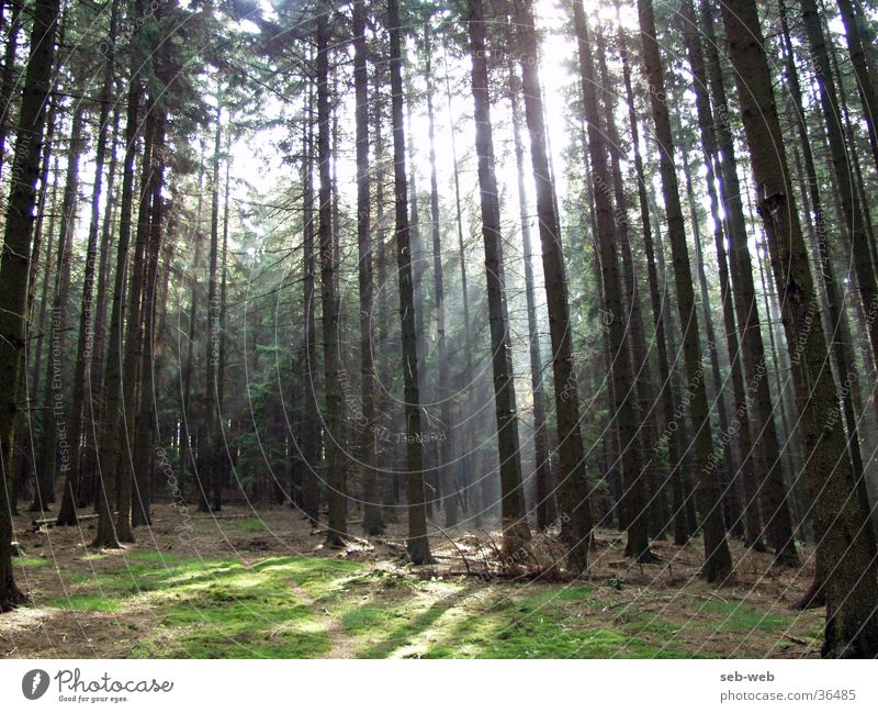 sunbeam Wald Baum Licht Nebel Sonnenlicht Schatten Lichtstrahl Sonnenstraheln