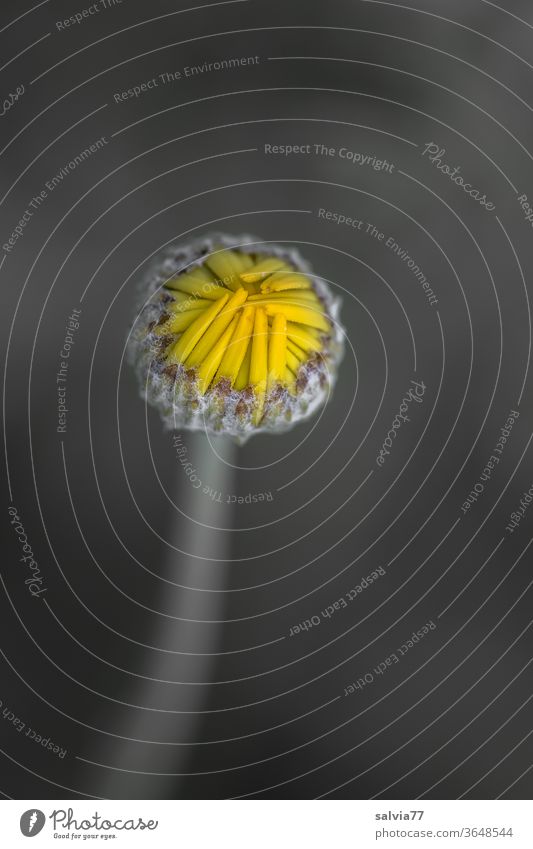 gelbe Blütenknospe der Färberkamille Natur Makroaufnahme Blume Schwache Tiefenschärfe Pflanze Kontrast Nahaufnahme Unschärfe Menschenleer Hintergrund neutral