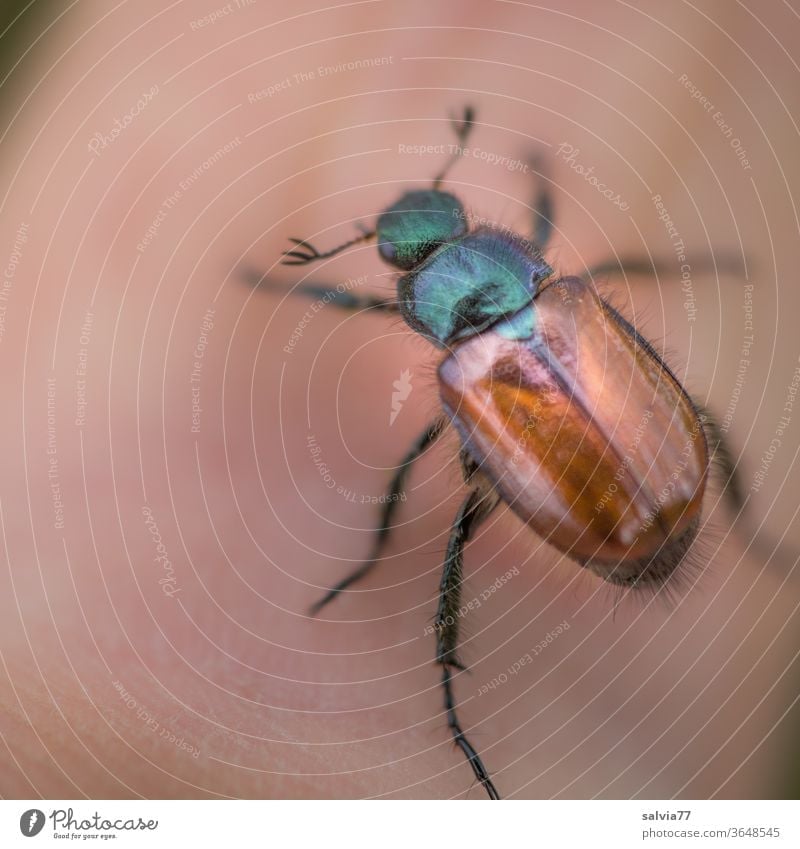 glänzend behaarter Käfer Zottiger Getreidekäfer Insekt Makro Natur Tier Makroaufnahme 1 Tierporträt Schwache Tiefenschärfe Nahaufnahme krabbeln Coleoptera