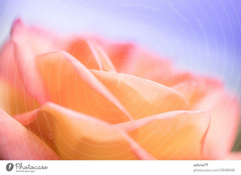 Duftrose Sunrise Rose Blüte Blume Natur Garten Farbfoto Sommer schön Pflanze orange rosa blau Schwache Tiefenschärfe Rosenblüte Blühend Unschärfe Romantik