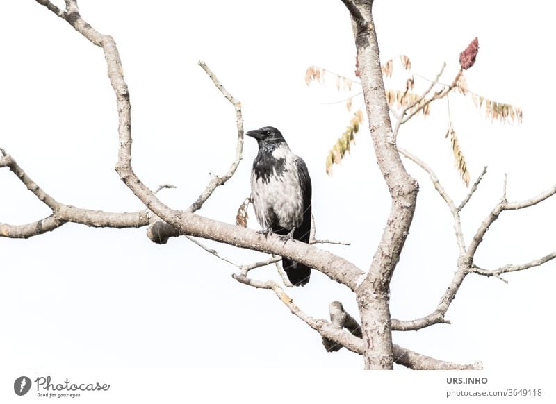 eine Nebelkrähe sitzt zwischen den Ästen eines kahlen Baumes Krähe Rabenvogel Ast hell anpassungsfähig Aaskrähe Vogel schwarz grau Tier Zweig