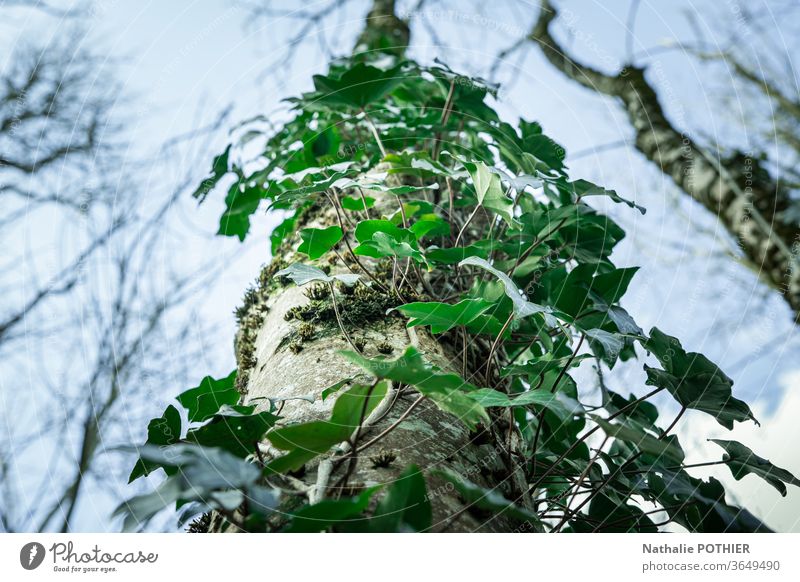 Efeu-bedeckter Baumstamm von unten gesehen Himmel Pflanze Natur Farbfoto Außenaufnahme grün Blatt Umwelt Wald Blätter Wildpflanze Grünpflanze natürlich Garten