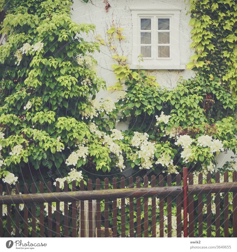 Übern Zaun Haus Fassade Fenster Pflanze blühend Blüte Blätter Hortensienblüte Frühling dörflich Idylle Farbfoto Blume Garten Außenaufnahme Nahaufnahme Natur