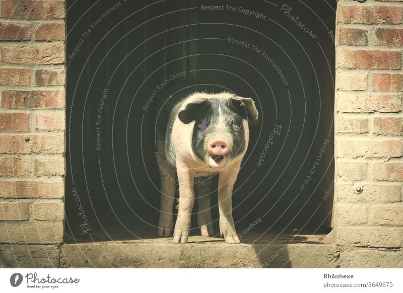 Ein kleines Schweinchen schaut aus seinem Stall Schweinefleisch Farbfoto Menschenleer Außenaufnahme Bauernhof Tier Natur Säugetier dreckig niedlich Hausschwein