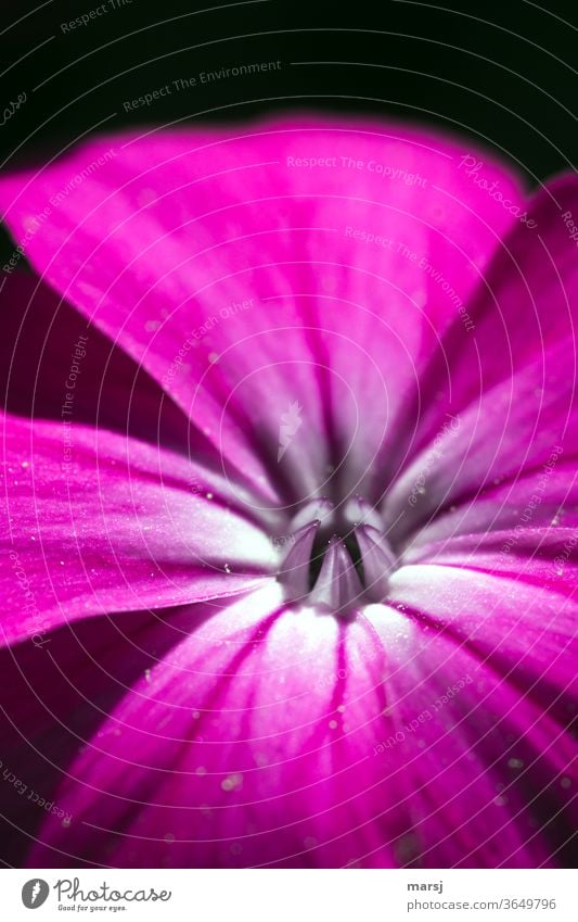 Blüte der Vexiernelke Lychnis coronaria Kronen-Lichtnelke violett Blume Natur Pflanze Blühend Makroaufnahme Schwache Tiefenschärfe Sommer Gartenblume Leben