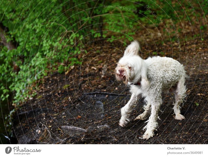 Gespenster-Hund | Nasser Hund schüttelt sich Tier Haustier 1 Tier schütteln nass gespenst gespenstisch Bewegungsunschärfe weißer Hund fliegende Haare wild