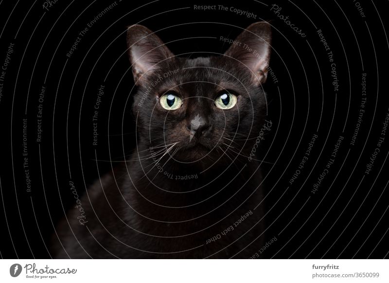 schwarze Katze auf schwarzem Hintergrund Portrait Haustiere Mischlingskatze Kurzhaarkatze Ein Tier schwarzer Hintergrund Studioaufnahme Textfreiraum