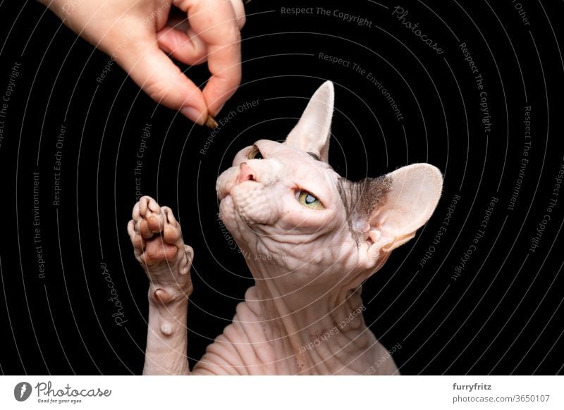 Tierbesitzer, der Sphynx Katze füttert Haustiere Rassekatze Sphynx-Katze haarlose Katze nackt knittern kahl Ein Tier schwarzer Hintergrund Studioaufnahme