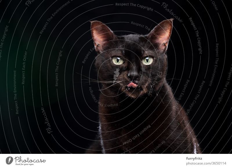 hungrige schwarze Katze leckt sich über die Lippen Haustiere Mischlingskatze Kurzhaarkatze Ein Tier Porträt schwarzer Hintergrund Textfreiraum ausschneiden