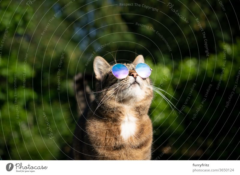 Katze mit Sonnenbrille im Freien schaut in den Himmel Haustiere Mischlingskatze Kurzhaarkatze Ein Tier Tabby sonnig Sonnenlicht Sommer Natur