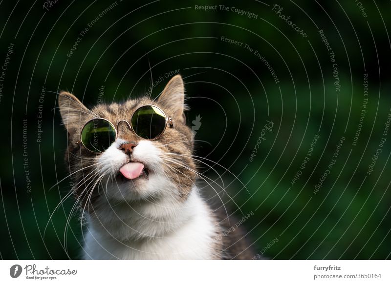 freche Katze mit Sonnenbrille streckt die Zunge heraus Haustiere Rassekatze britische Kurzhaarkatze Ein Tier Tabby weiß grün im Freien Schirme tragend cool