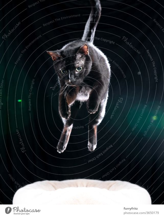 schwarze Katze springt in der Luft Haustiere Mischlingskatze Kurzhaarkatze Ein Tier springend fliegen Jagd attackieren schwarzer Hintergrund ausschneiden