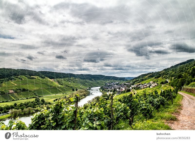 wein wandern Wege & Pfade Hunsrück Moseltal Weinbau Rheinland-Pfalz Mosel (Weinbaugebiet) Weinstock Weinberg Weintrauben Weinrebe Landschaft Berge u. Gebirge